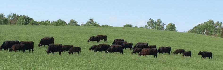 cattle in field