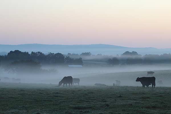 cattle grazing in foggy pasture